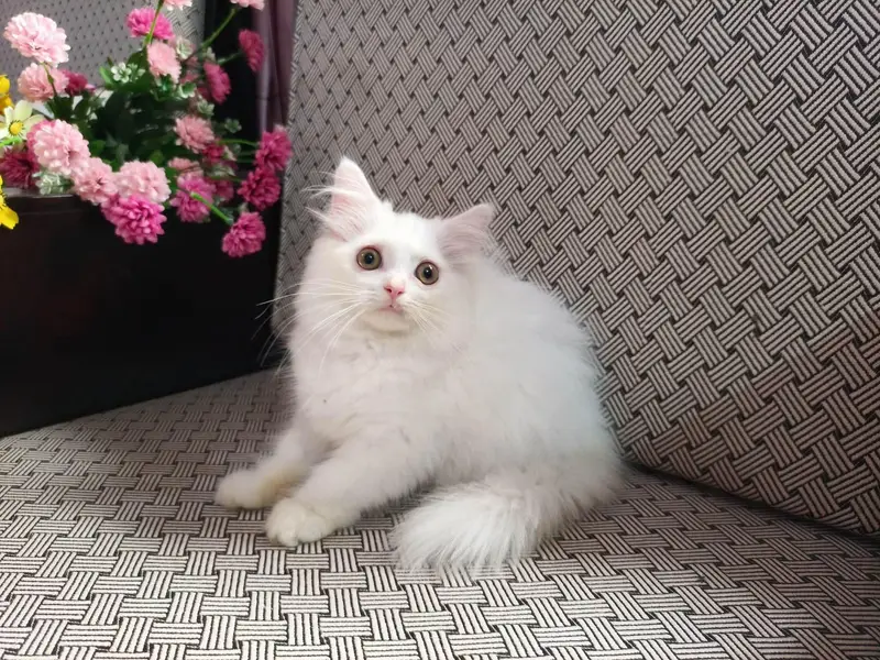 Friendly kiten female wash ROOM tarain full health  and active — photo 4