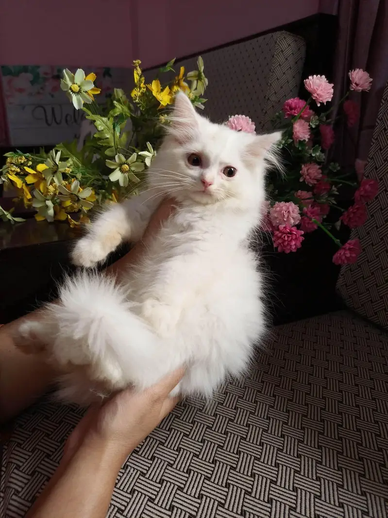 Friendly kiten female wash ROOM tarain full health  and active — photo 5