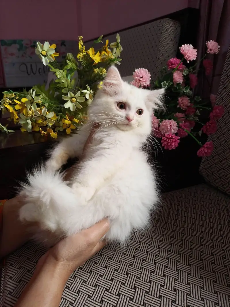Friendly kiten female wash ROOM tarain full health  and active — photo 6