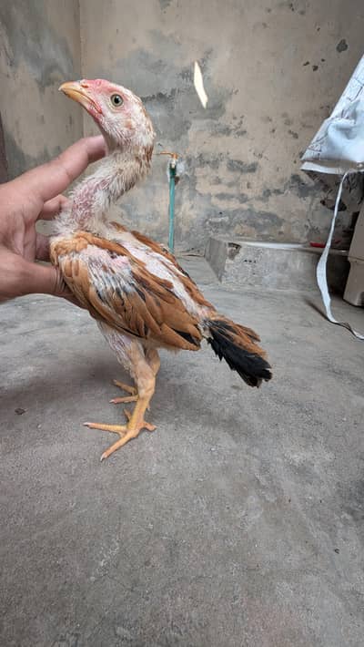 Pure Burmi Chicks