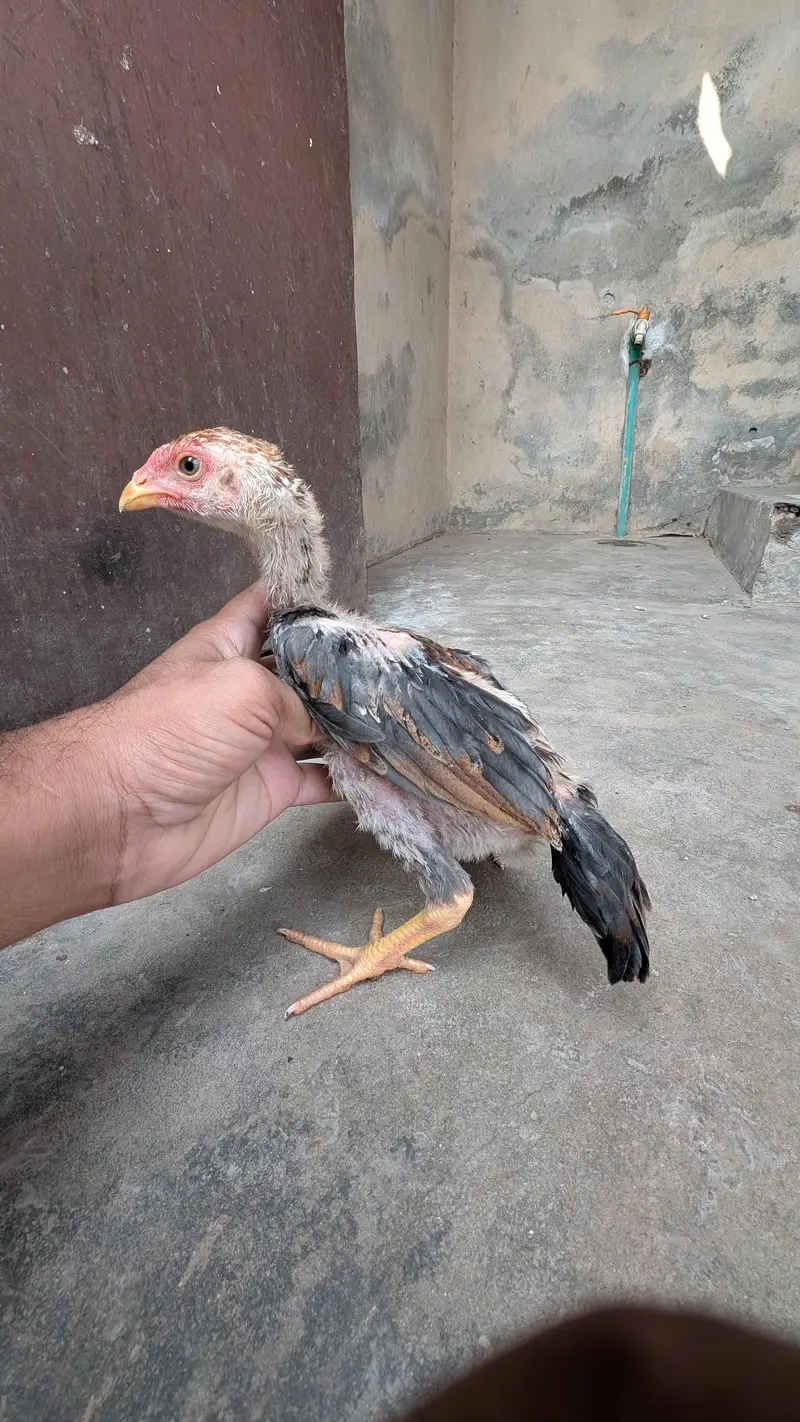 Pure Burmi Chicks — photo 2