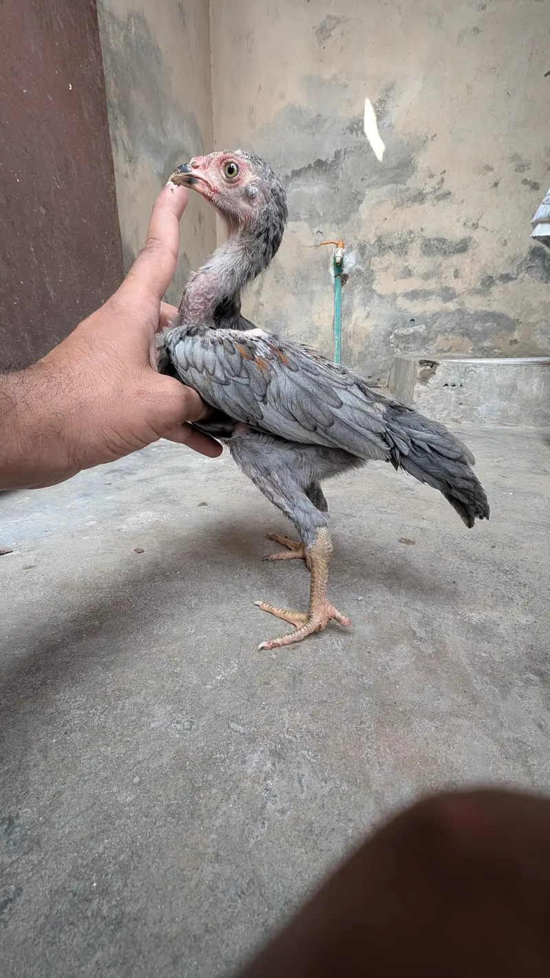 Pure Burmi Chicks — photo 3