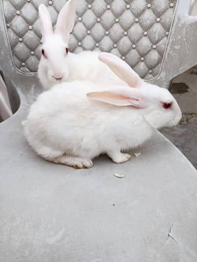 2 Male Rabbits for Sale – Healthy & Active