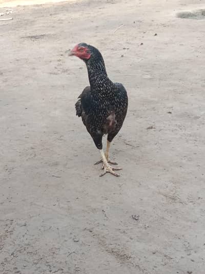 Aseel Black Mushka (female)