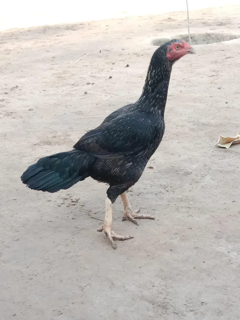 Aseel Black Mushka (female) — photo 2