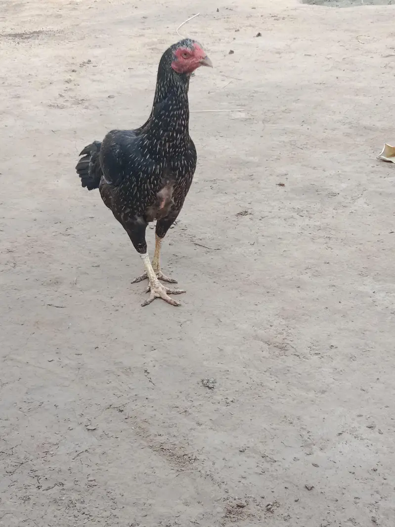 Aseel Black Mushka (female) — photo 3