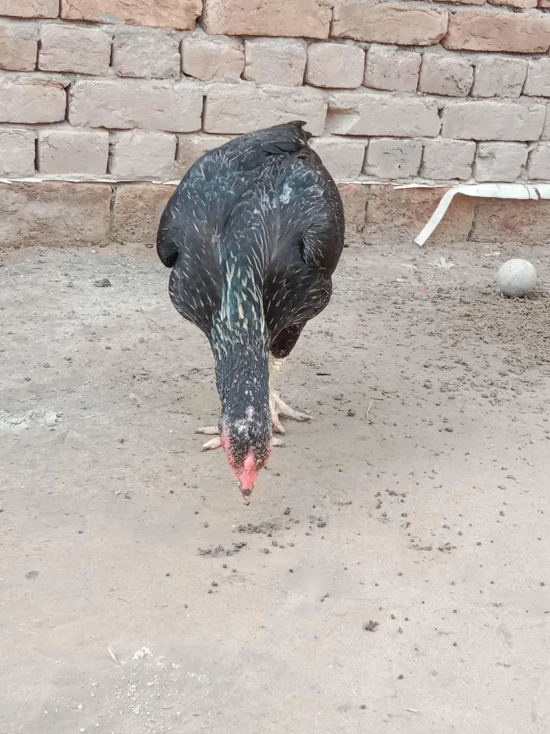 Aseel Black Mushka (female) — photo 4