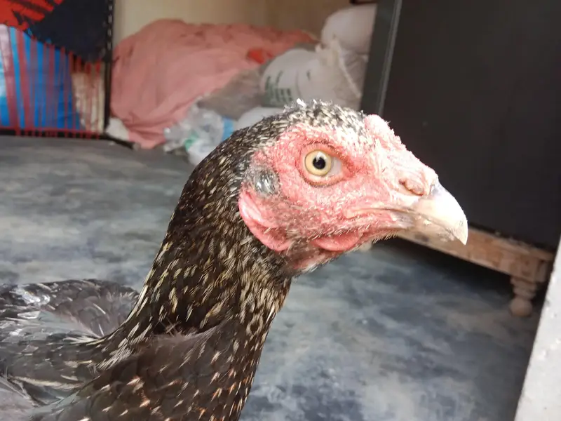 Aseel Black Mushka (female) — photo 5
