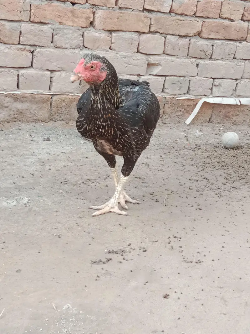 Aseel Black Mushka (female) — photo 6