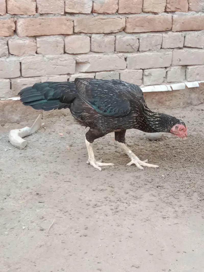 Aseel Black Mushka (female) — photo 7