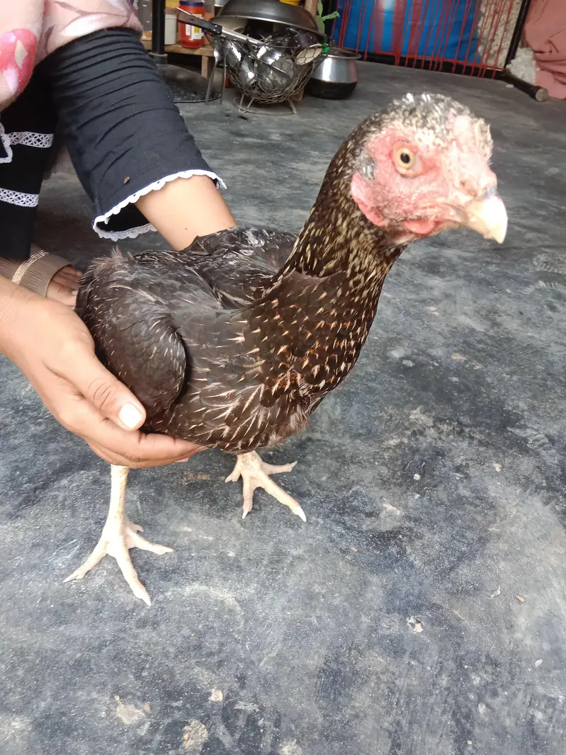 Aseel Black Mushka (female) — photo 8