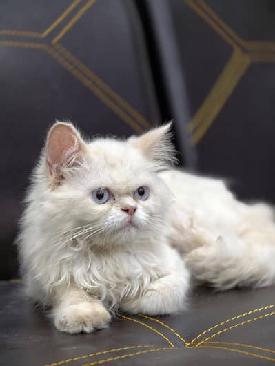 Persian Male Cat pure