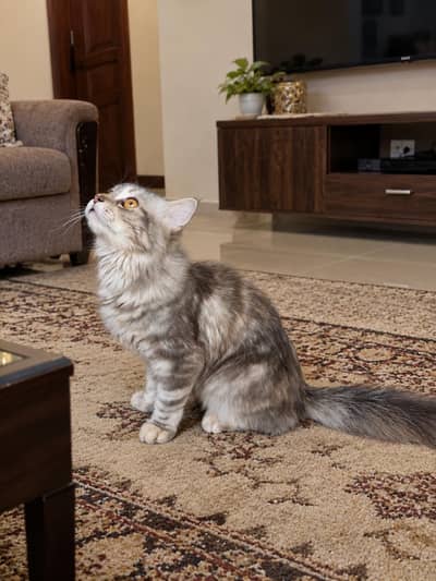 Beautiful Silver Grey Persian Cat – Healthy & Fluffy
