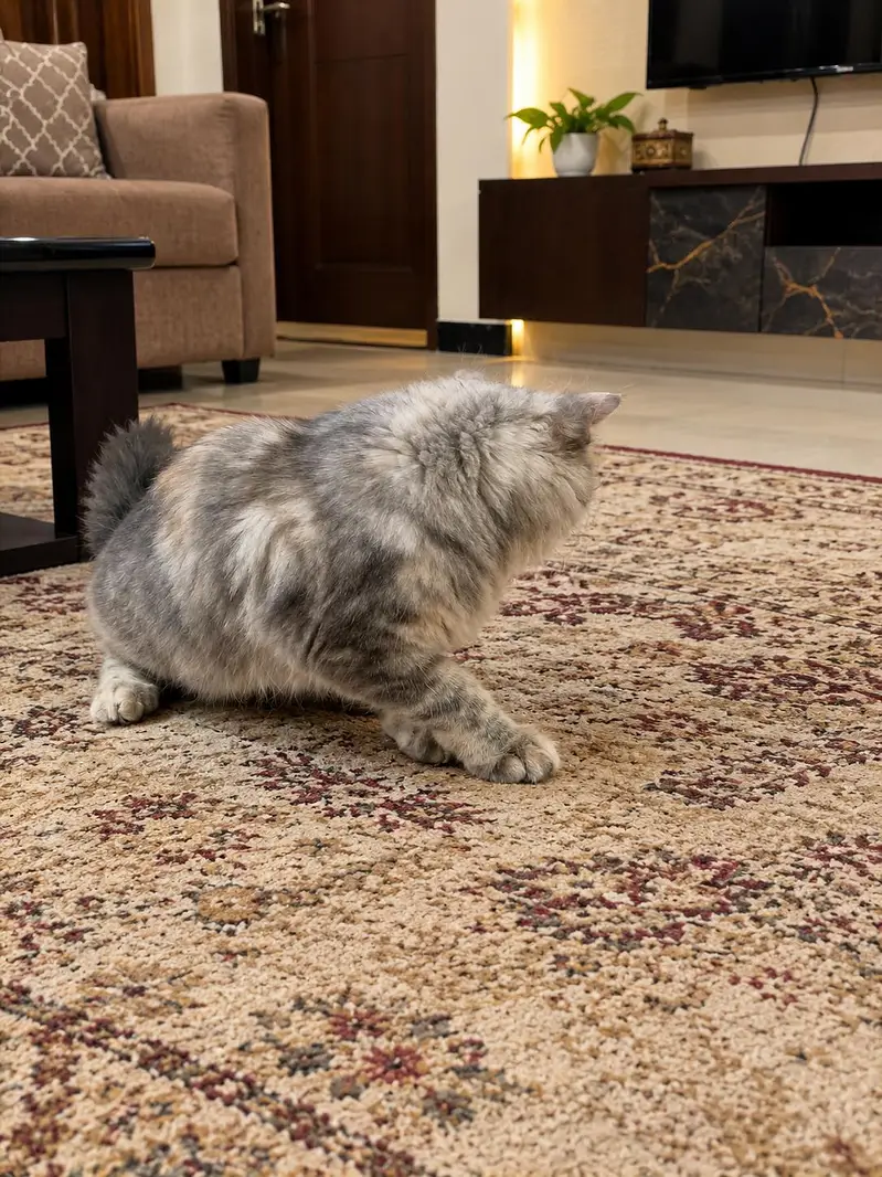 Beautiful Silver Grey Persian Cat – Healthy & Fluffy — photo 2