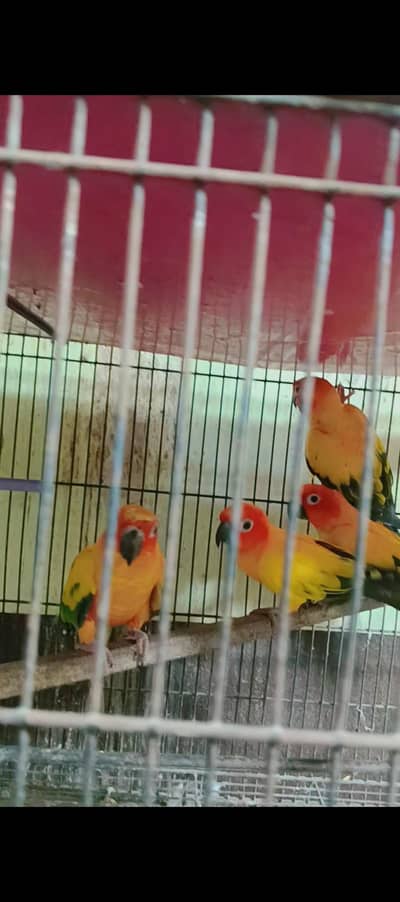 سن کنور ڈی این اے کے ساتھ گرنٹی سے بریڈر پئر