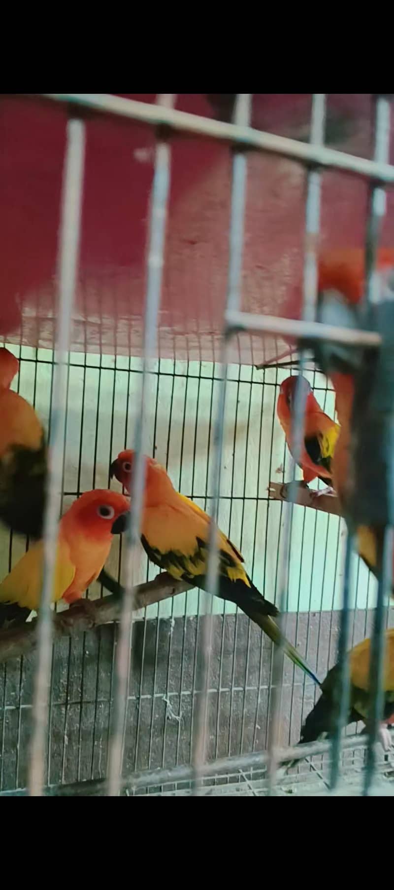 سن کنور ڈی این اے کے ساتھ گرنٹی سے بریڈر پئر 1