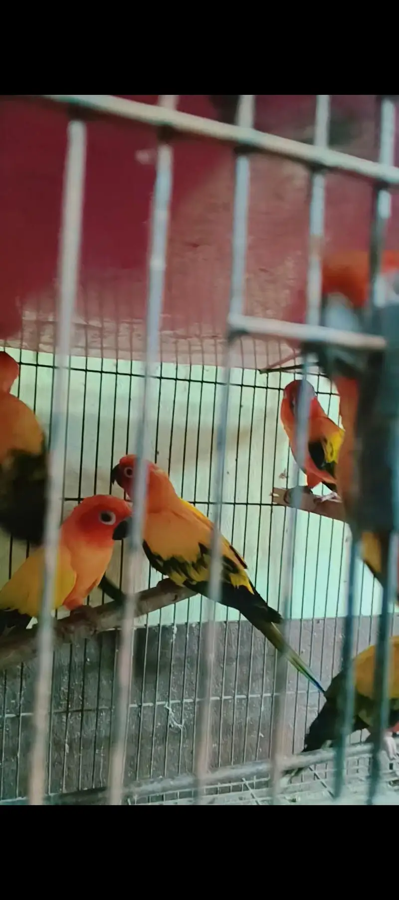 سن کنور ڈی این اے کے ساتھ گرنٹی سے بریڈر پئر — photo 2