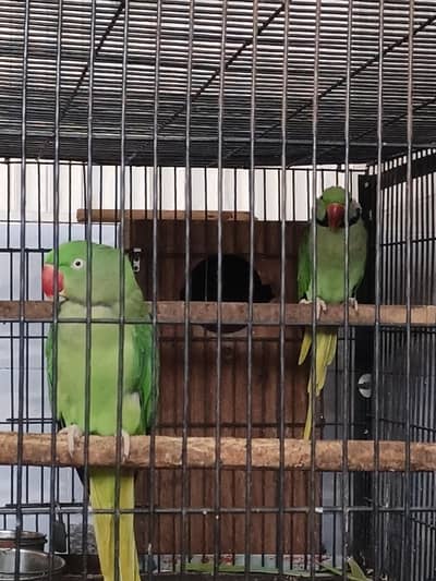 Raw parrots breeder pair