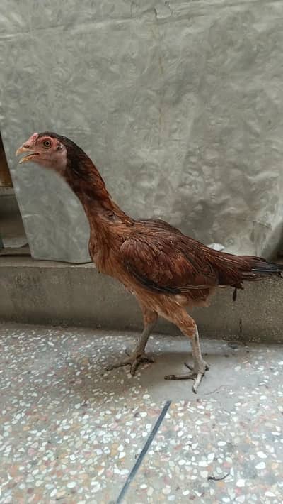aseel female