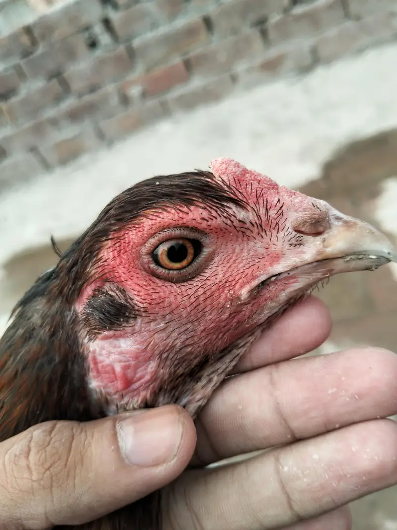 aseel female — photo 3