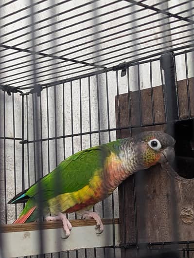 parrot sale
