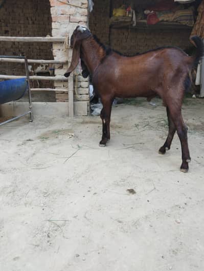 bakra03.00. 160.33. 60