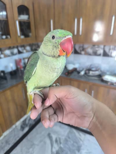 raw parrot hand tamed