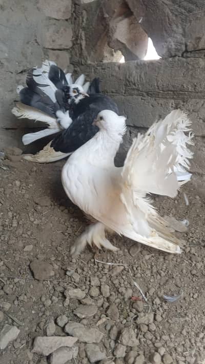 English Fantail breeder pair