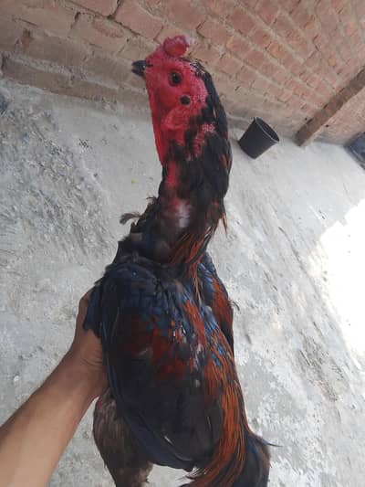 Aseel walytii Rhai black ayes