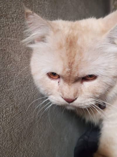 Parahion cat