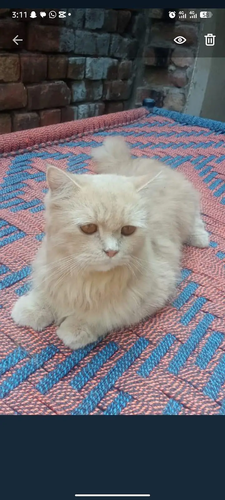 Parahion cat — photo 3