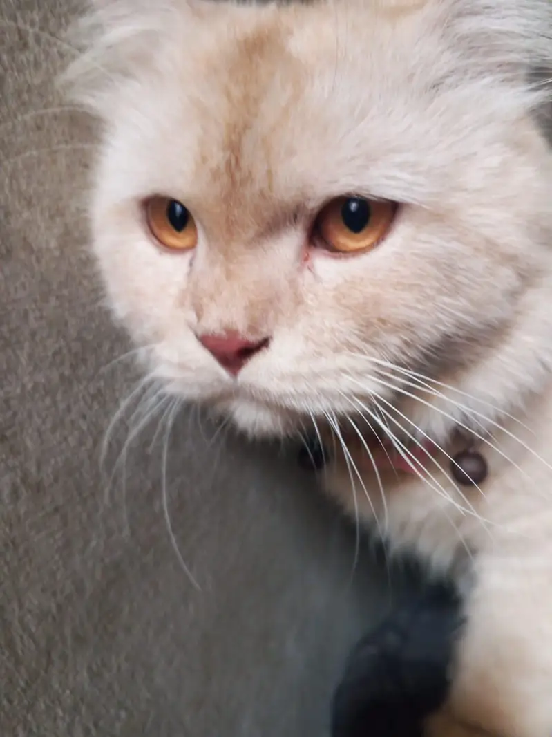 Parahion cat — photo 4