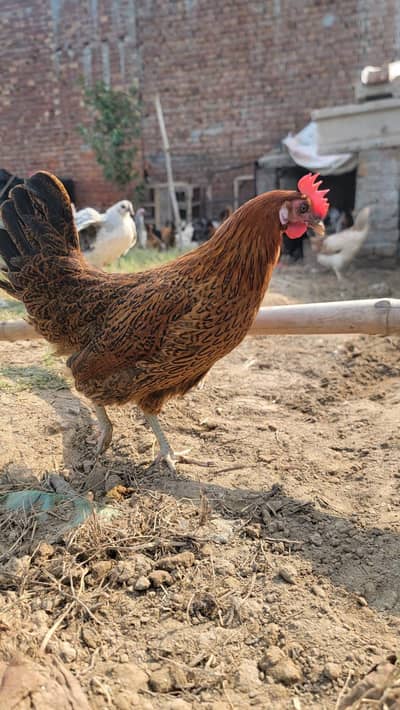 Egg laying Hens golden misri silver misri desi murgiya