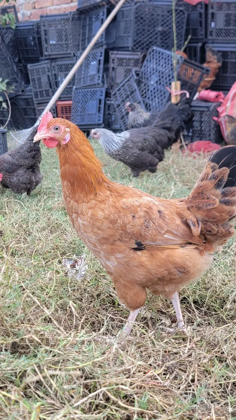 Egg laying Hens golden misri silver misri desi murgiya — photo 2
