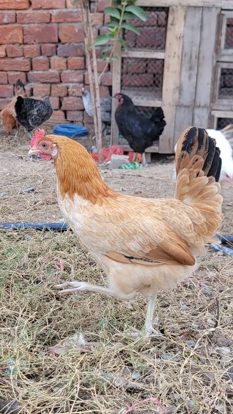 Egg laying Hens golden misri silver misri desi murgiya — photo 3