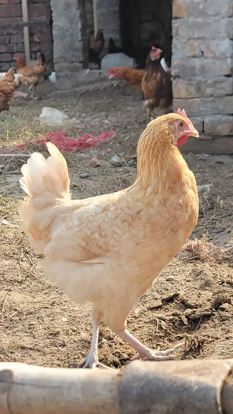 Egg laying Hens golden misri silver misri desi murgiya — photo 4