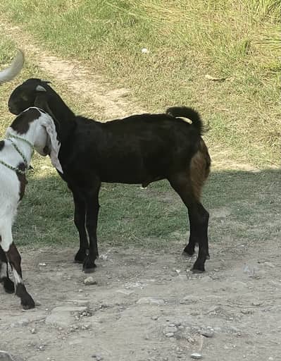 Betal bakra available for sale