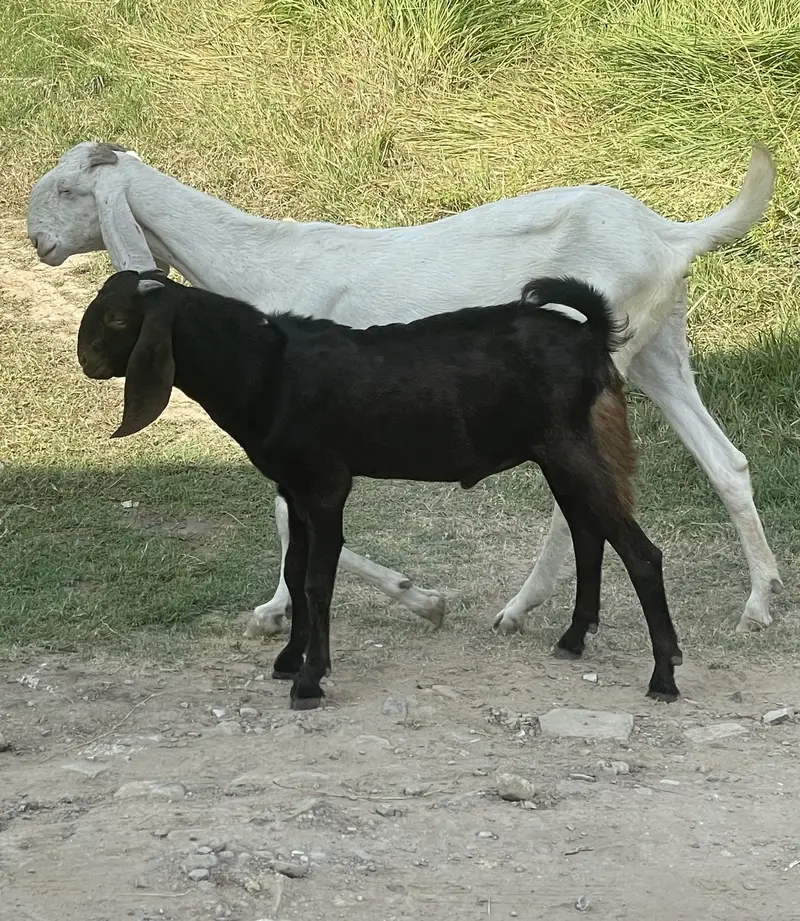 Betal bakra available for sale — photo 2