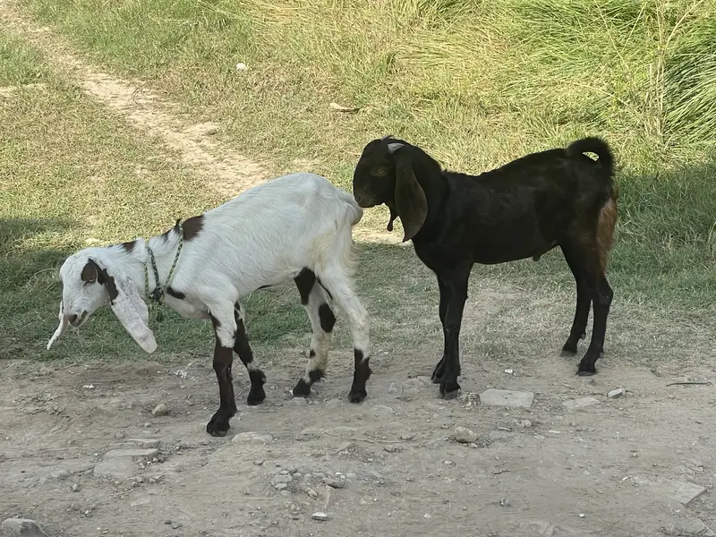 Betal bakra available for sale — photo 3