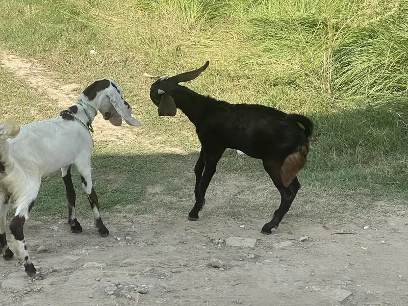 Betal bakra available for sale — photo 4