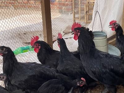 Australorp Fyomi Rir 4.5 Months Age