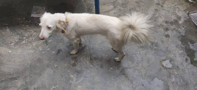 Russuan female