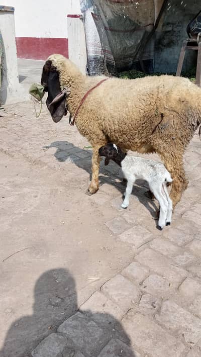 sheep with ceut female baby