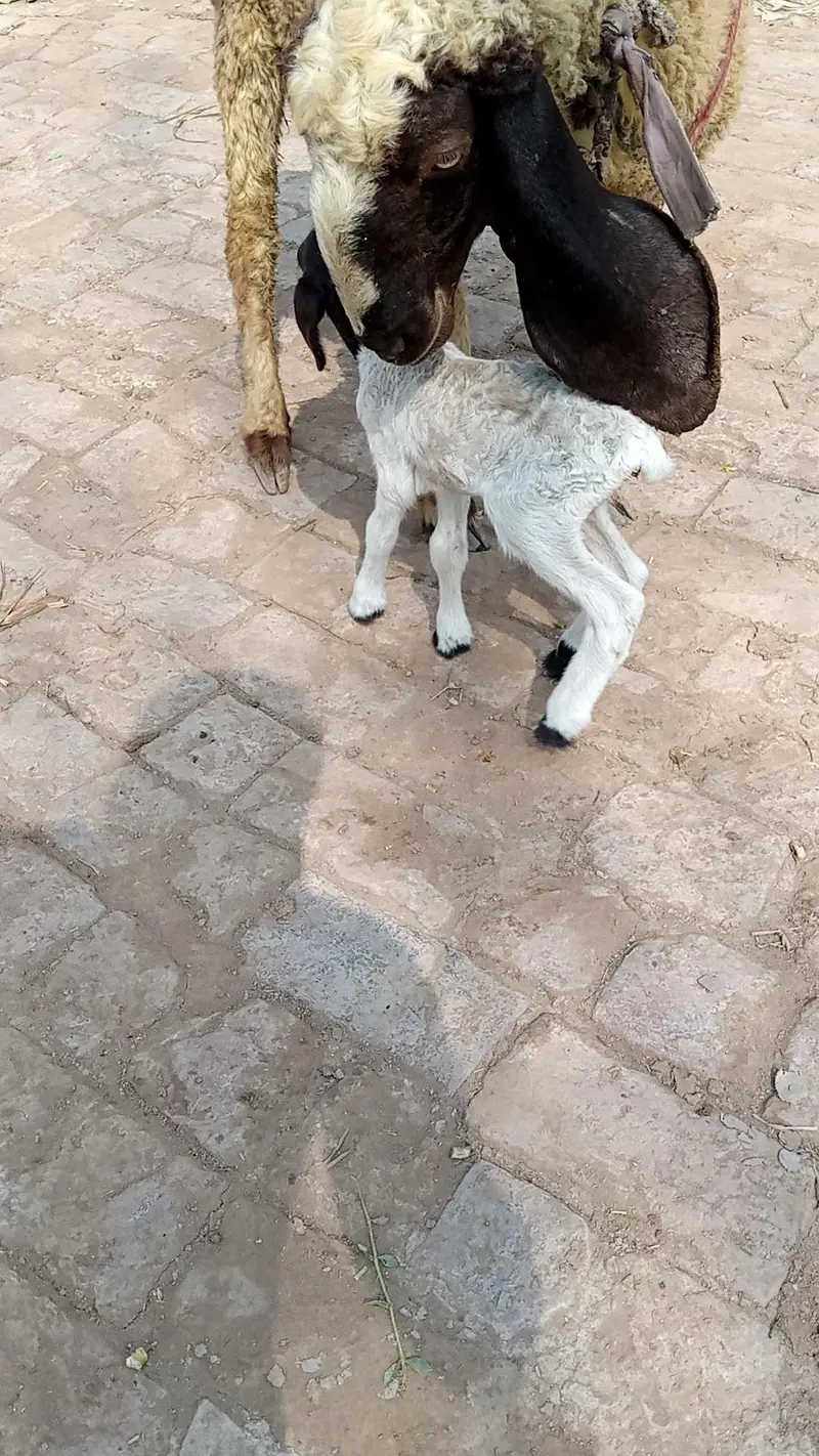 sheep with ceut female baby — photo 2