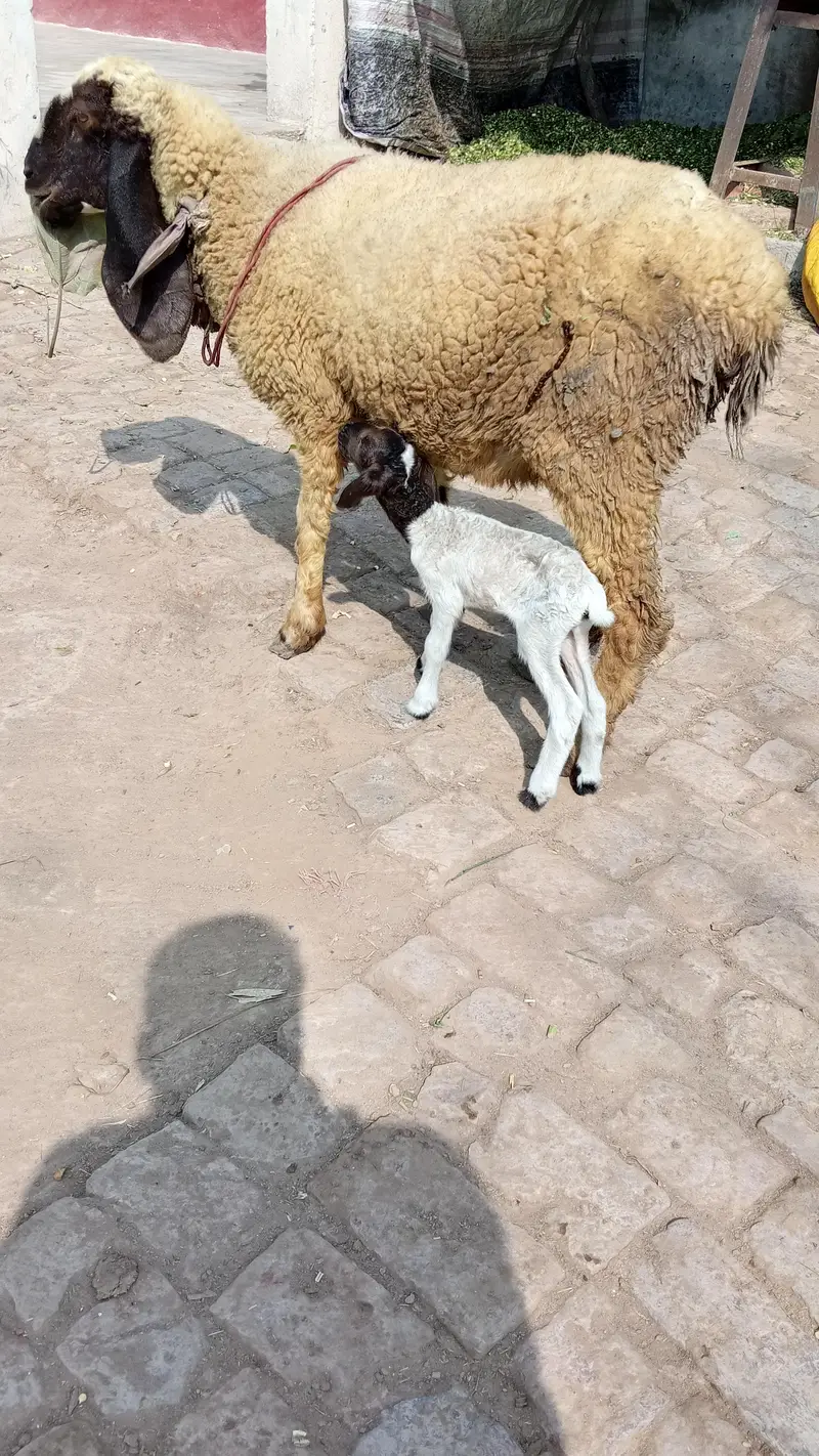 sheep with ceut female baby — photo 3