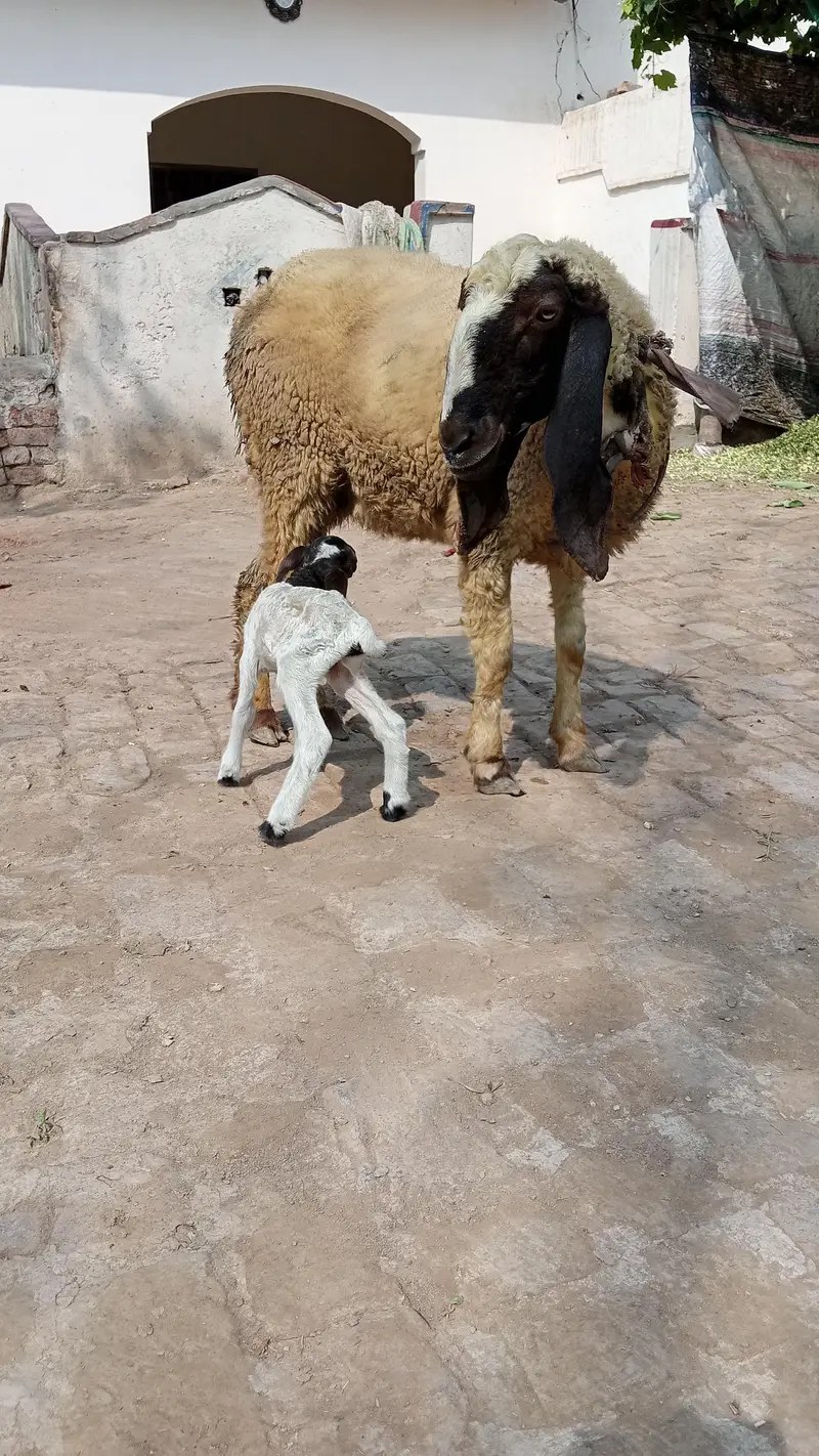 sheep with ceut female baby — photo 4