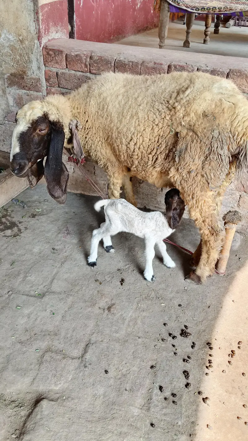 sheep with ceut female baby — photo 5