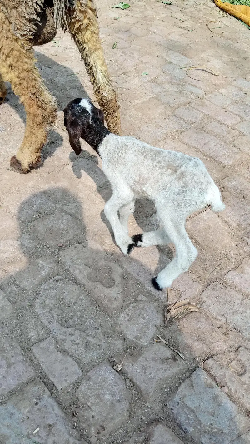 sheep with ceut female baby — photo 6