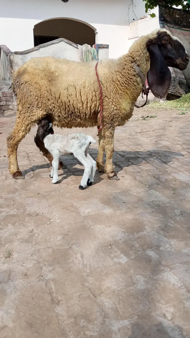 sheep with ceut female baby — photo 7