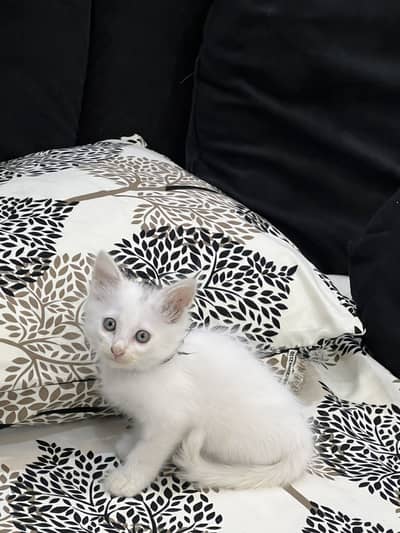 TRIPLE COATED PERSIAN KITTEN